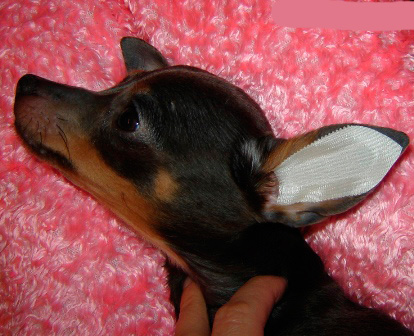 Saat telinganya kering, rekatkan desain itu ke telinga anjing, seperti yang ditunjukkan dalam foto, dan dengan hati-hati menghaluskannya
